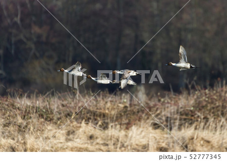 Northern Pintail 52777345