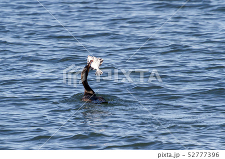 Double crested Cormorant 52777396