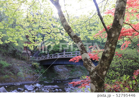 春の古峯神社 52795446