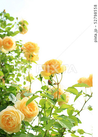 バラ 　グラハムトーマス 52798558