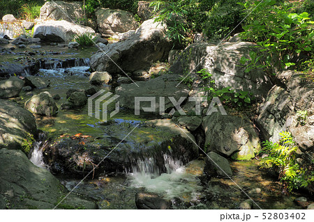 白鳥庭園点景 白鳥庭園点景 52803402