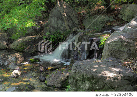 白鳥庭園点景 白鳥庭園点景 52803406