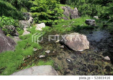 白鳥庭園点景 白鳥庭園点景 52803416
