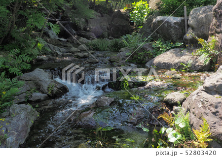 白鳥庭園点景 白鳥庭園点景 52803420
