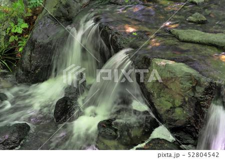 白鳥庭園点景 白鳥庭園点景 52804542