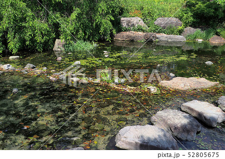 白鳥庭園点景 白鳥庭園点景 52805675