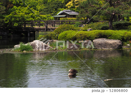 白鳥庭園点景 白鳥庭園点景 52806800