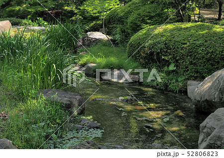 白鳥庭園点景 白鳥庭園点景 52806823