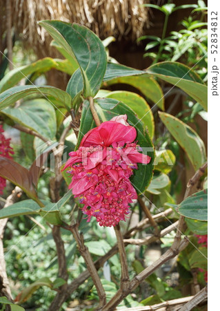 メディニラ・マグニフィカ メディニラ・マグニフィカ 52834812