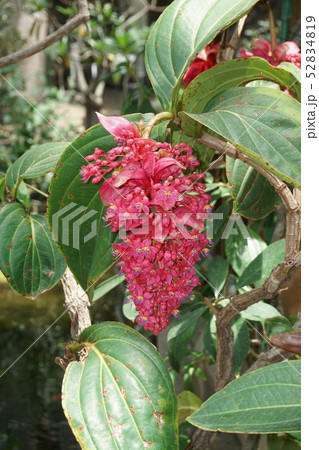 メディニラ・マグニフィカ 52834819