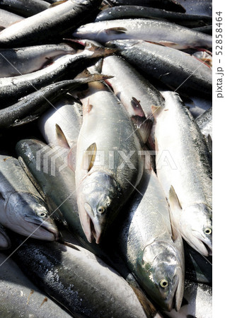 カラフトマス 52858464