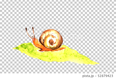 蝸牛水彩 52879423