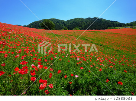秩父高原牧場　天空のポピー 52888033
