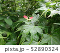 楓の実 52890324