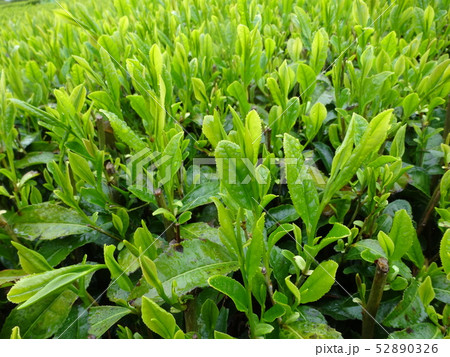 雨の日の茶畑 雨の日の茶畑 52890326