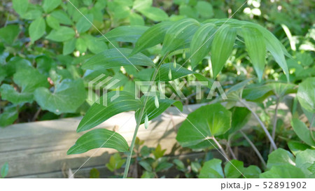 オオナルコユリ 花 オオナルコユリ 花 52891902