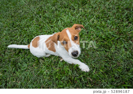 ジャックラッセルの子犬 52896187