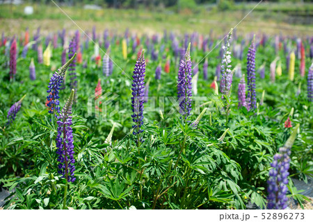 ルピナス畑 ルピナス畑 52896273