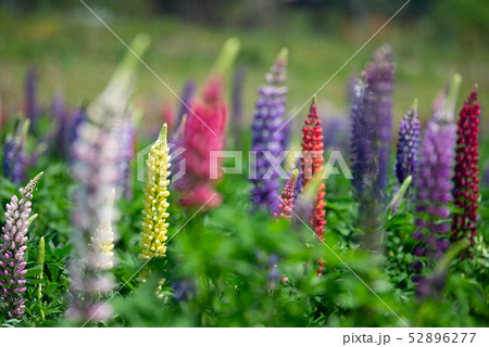 ルピナス畑 52896277