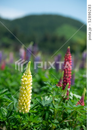ルピナス畑 52896283