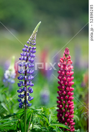 ルピナス畑 52896285