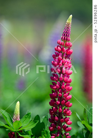 ルピナス畑 52896286