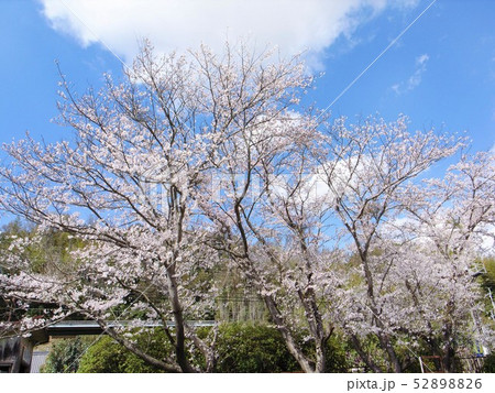 大池遊園の桜 52898826