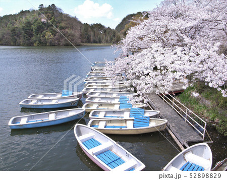 大池遊園の桜 52898829