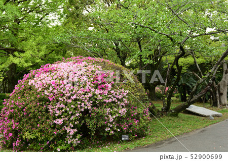 日本100名城・徳島城 52900699
