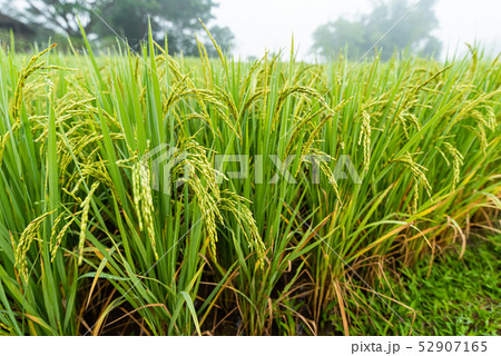 Rice field with pathway in the morning Rice field with pathway in the morning 52907165