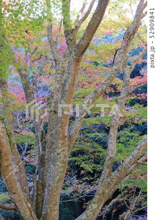 山の谷間 紅葉 もみじ 山の谷間 紅葉 もみじ 52909841