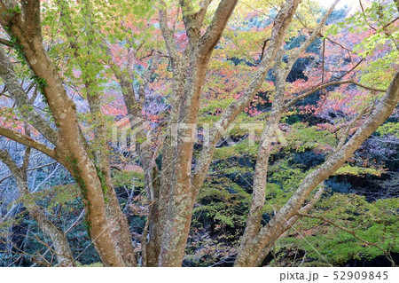 山の谷間 紅葉 もみじ 山の谷間 紅葉 もみじ 52909845