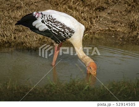 Wild White Ibis Sticks Head in Water Wild White Ibis Sticks Head in Water 52914505