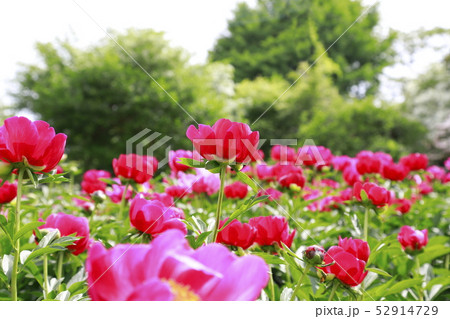 つくば牡丹園　茨城県つくば市 52914729