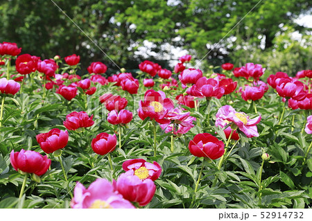 つくば牡丹園　茨城県つくば市 52914732