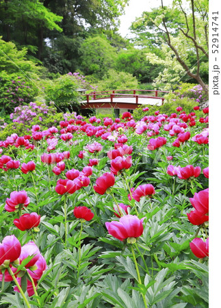 つくば牡丹園　茨城県つくば市 52914741