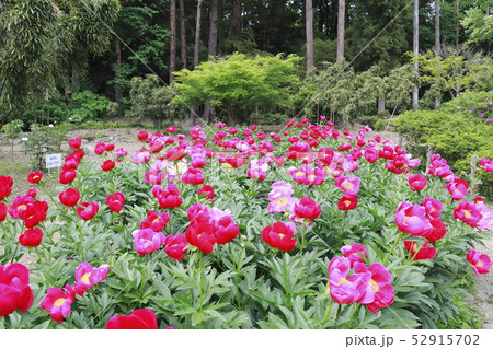 つくば牡丹園　茨城県つくば市 52915702