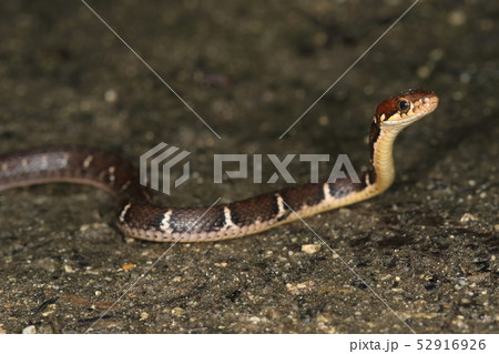 生き物　爬虫類　ヤエヤマヒバァ、焦げ茶の地色に黒色に縁どられた白い横紋がきれいです 52916926