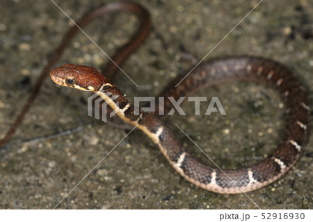 生き物　爬虫類　ヤエヤマヒバァ、精いっぱいの威嚇行動。腹筋、背筋は強そうです 52916930