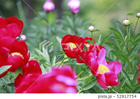 ボタンとシャクヤクの花 52917754