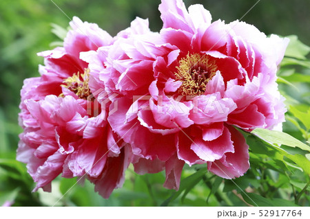 ボタンとシャクヤクの花 52917764