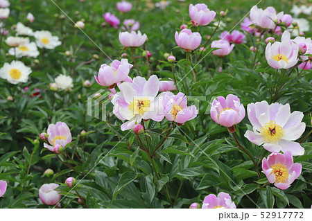 ボタンとシャクヤクの花 52917772