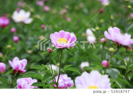 ボタンとシャクヤクの花 ボタンとシャクヤクの花 52918747