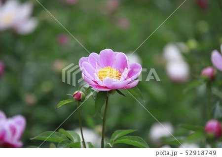 ボタンとシャクヤクの花 ボタンとシャクヤクの花 52918749