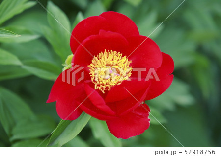 ボタンとシャクヤクの花 ボタンとシャクヤクの花 52918756