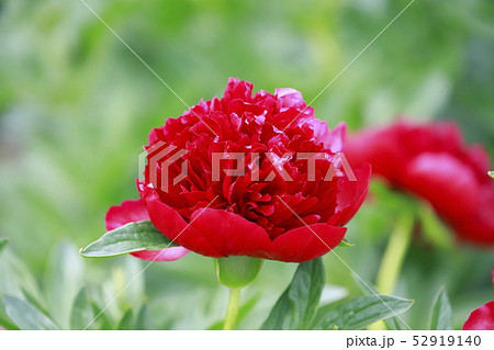 ボタンとシャクヤクの花 ボタンとシャクヤクの花 52919140