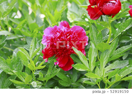 ボタンとシャクヤクの花　 52919150