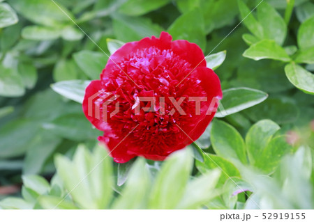 ボタンとシャクヤクの花　 52919155