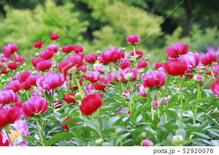 つくば牡丹園　茨城県つくば市　 52920076