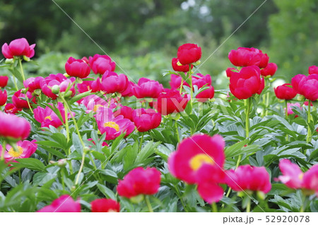 つくば牡丹園　茨城県つくば市　 52920078